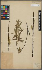 Foto von Salix acutifolia Willd.